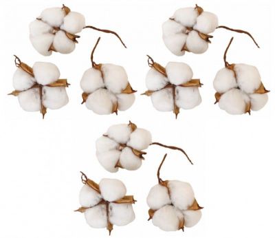 Boite de 9 Fleurs de coton naturelles