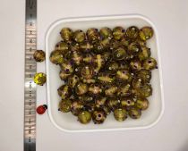Perles rondes indiennes olivine 14mm x30
