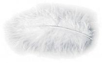 Plumes duvetées - Blanc - 10-15cm 15 pièces